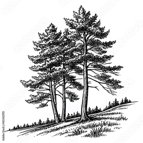 Hand-Drawn Pine Trees on Hill – Black and White Forest Ink Illustration
