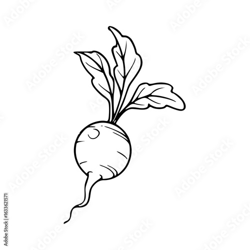 fresh radish with leaves outline drawing