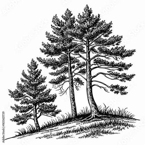 Hand-Drawn Pine Trees on Hill – Black and White Forest Ink Illustration