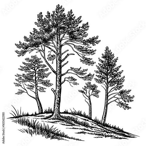 Hand-Drawn Pine Trees on Hill – Black and White Forest Ink Illustration