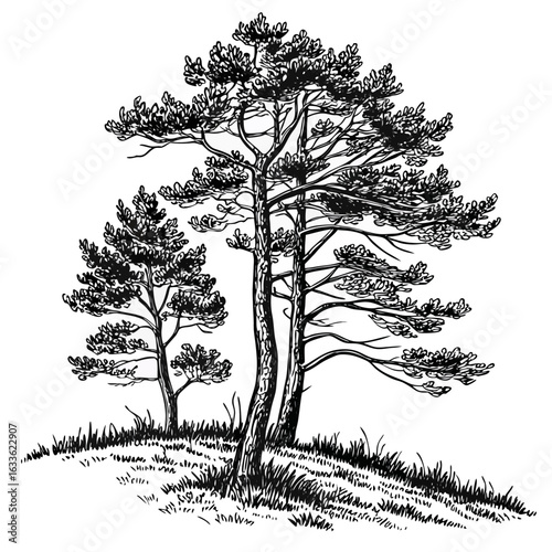 Hand-Drawn Pine Trees on Hill – Black and White Forest Ink Illustration
