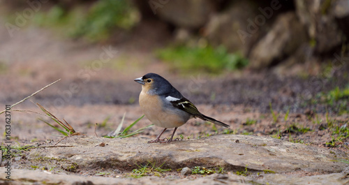 Ein Männchen des Kanaren-Buchfinks (Fringilla coelebs canariensis) steht auf einem felsigen Waldboden. Seine leuchtenden Farben und die kontrastreiche Gefiederzeichnung stechen hervor.