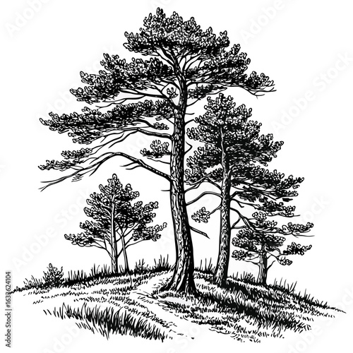 Hand-Drawn Pine Trees on Hill – Black and White Forest Ink Illustration