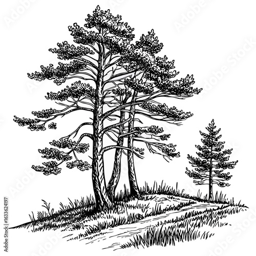 Hand-Drawn Pine Trees on Hill – Black and White Forest Ink Illustration