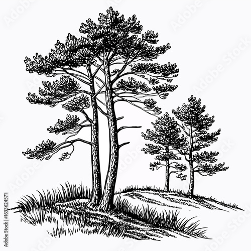 Hand-Drawn Pine Trees on Hill – Black and White Forest Ink Illustration
