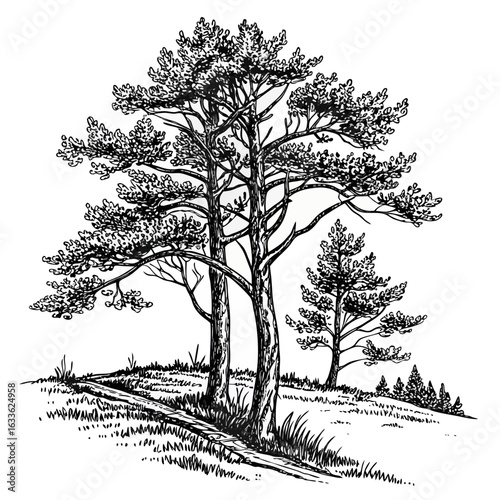 Hand-Drawn Pine Trees on Hill – Black and White Forest Ink Illustration