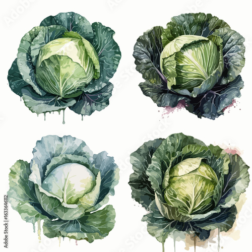 Four detailed watercolor illustrations of cabbages, displaying a variety of shades of green, white, and hints of purple