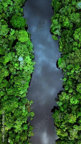 Vertical aerial footage of lush green Amazon rainforest flanks calm river water in Peru