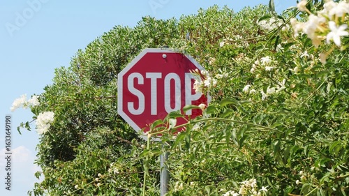 Wallpaper Mural Close-up of a red stop sign surrounded by blooming white oleander flowers, shot on Aegina Island, Greece. Authentic Mediterranean atmosphere, no people, peaceful summer scene Torontodigital.ca