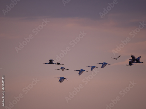 Flock of Eurasian Spoonbills flying in dusk