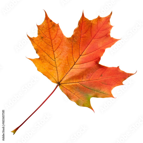 Autumn maple leaf.