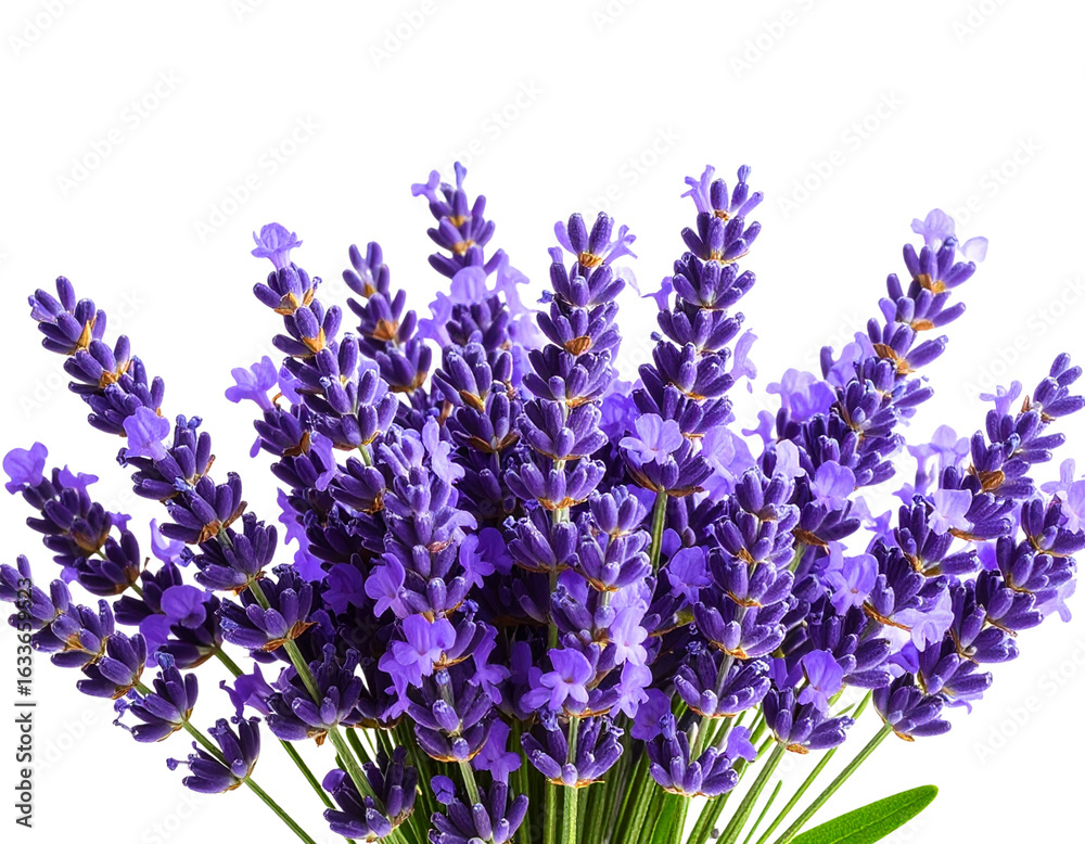 Fototapeta premium Bouquet of lavender and lilac flowers with blue flowers on white background