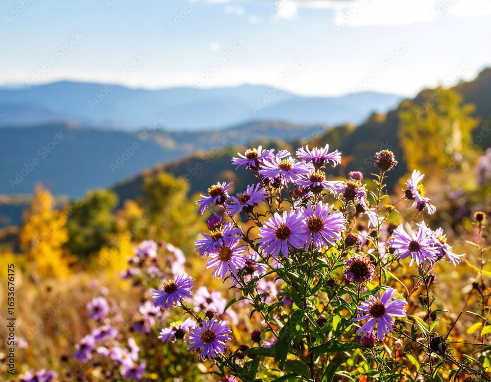 Obraz premium Appalachian Mountain Aster Background