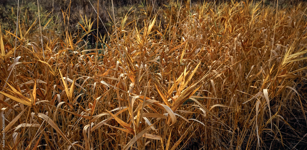 Fototapeta premium Autumn natural landscape of golden brown dry at coast