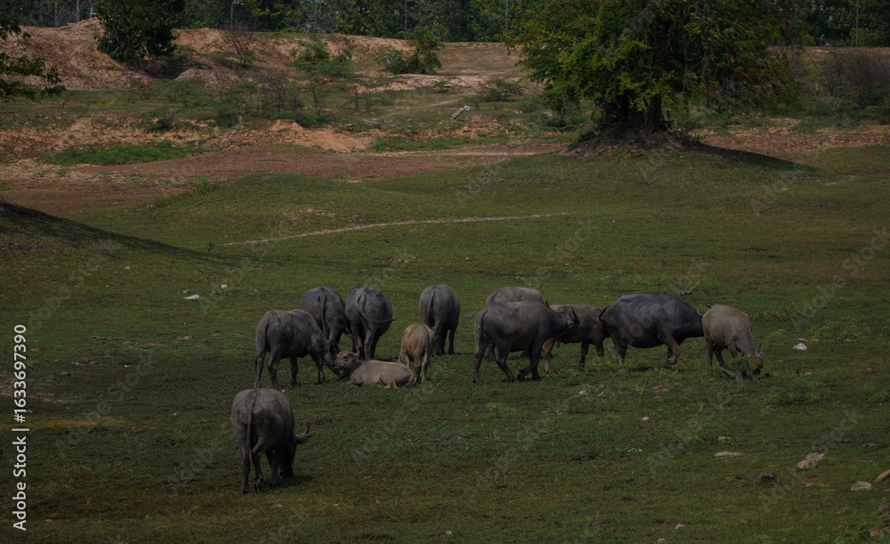 Fototapeta premium Water buffalo cooling in small pond created when reservoir shrink during hot season in hot tropical climates