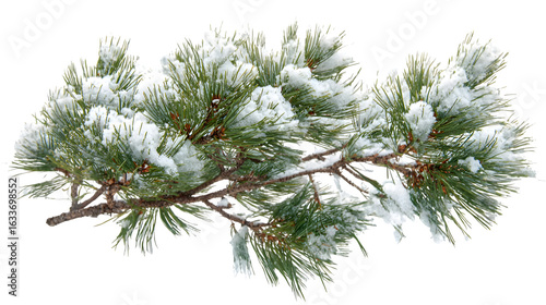 Snowy Pine Branch