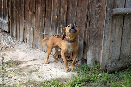 Foto Sad American pit bull terrier chained to his house