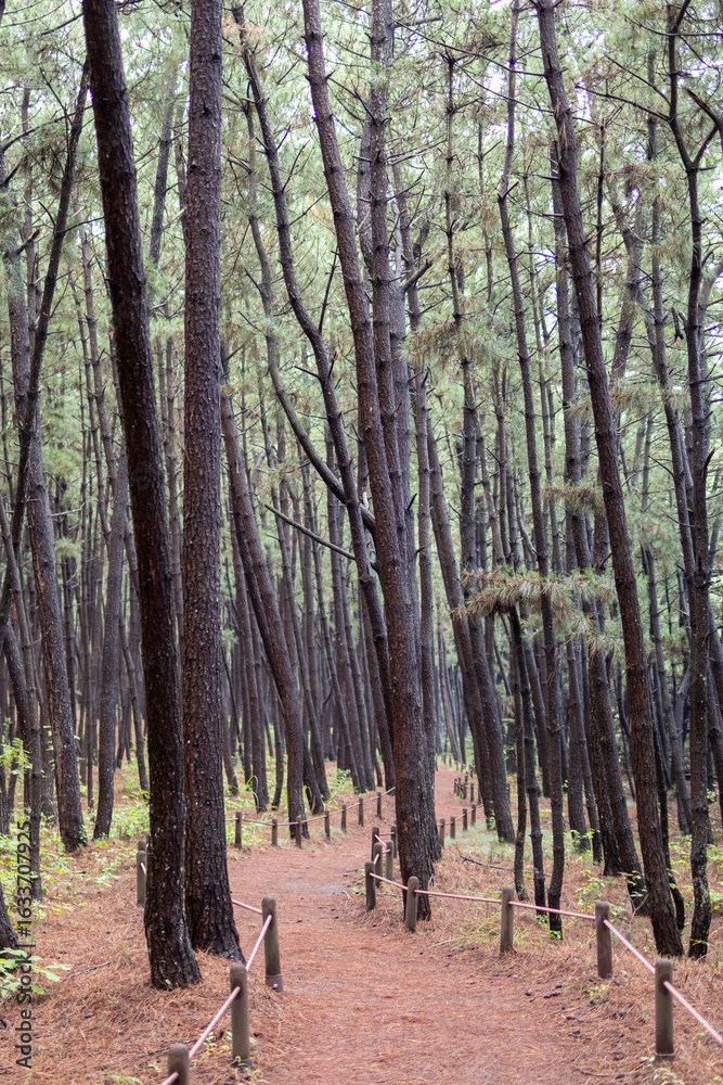 Obraz premium path in the forest