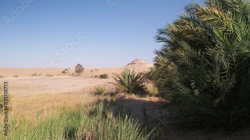 Lush green oasis with dense palm trees and grass nestled in the middle of a dry desert. Siwa Oasis in Western Desert, Egypt