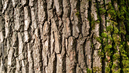 Tree bark texture of maple tree with smooth layered surface, subtle cracks and moss traces