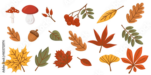 Collection of different fall leaves and mushrooms. Autumn season. Vector set of leaves. White isolated background. Elements for scrapbooking.