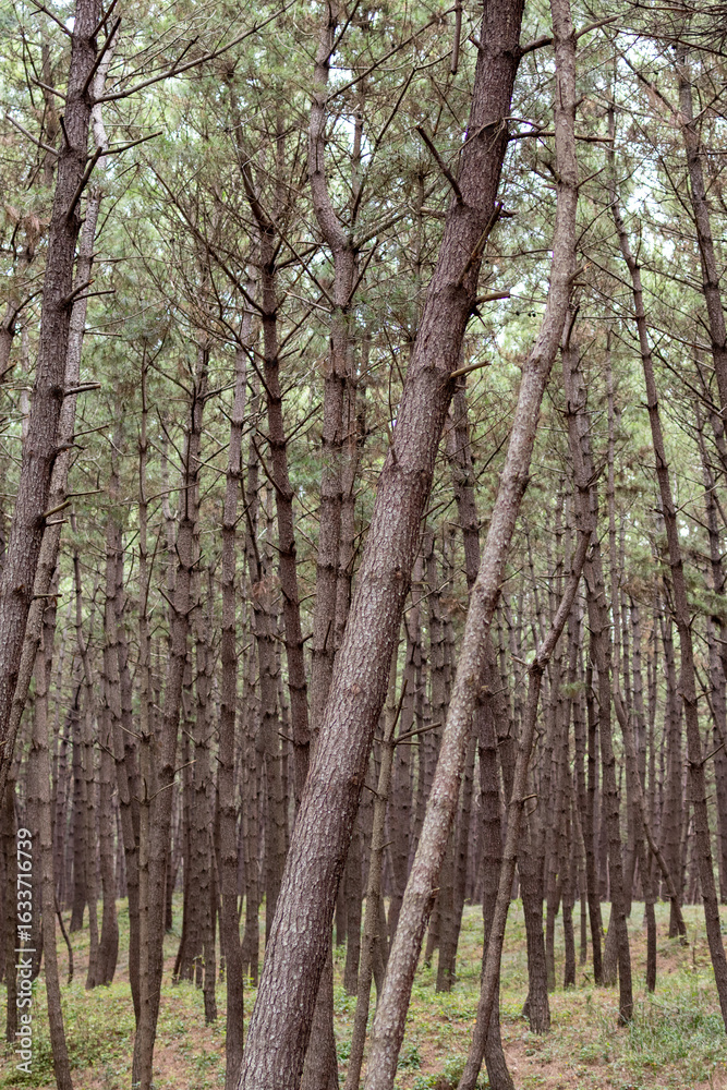 Obraz premium trees in the forest