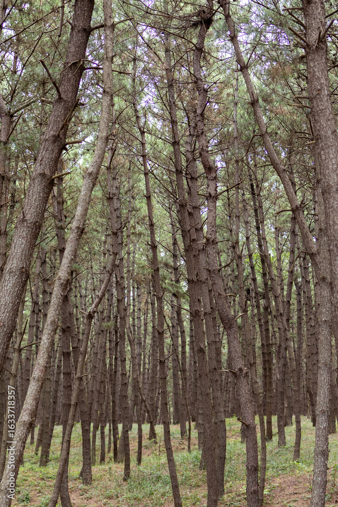 Fototapeta premium trees in the forest