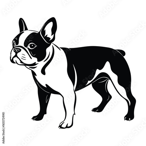 Black and white French Bulldog standing with distinct markings