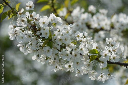 Ein Zweig der Vogelkirsche (Prunus avium) ist mit zahlreichen weißen Blüten übersät. Die filigranen Blütenblätter leuchten im Sonnenlicht und bilden einen schönen Kontrast zu den frischen grünen Blätt