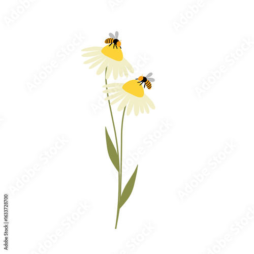 Daisy flower illustration with honey bee. Daisy flower illustration blooming. flat design illustration of Daisy flower and honey bee with cartoon style 
