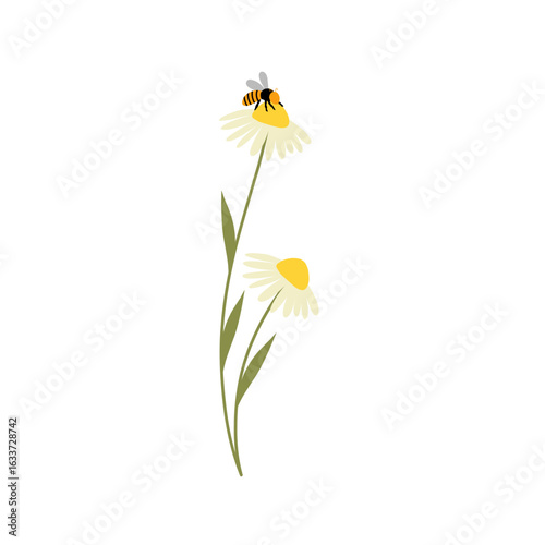 Daisy flower illustration with honey bee. Daisy flower illustration blooming. flat design illustration of Daisy flower and honey bee with cartoon style 
