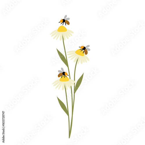 Daisy flower illustration with honey bee. Daisy flower illustration blooming. flat design illustration of Daisy flower and honey bee with cartoon style 

