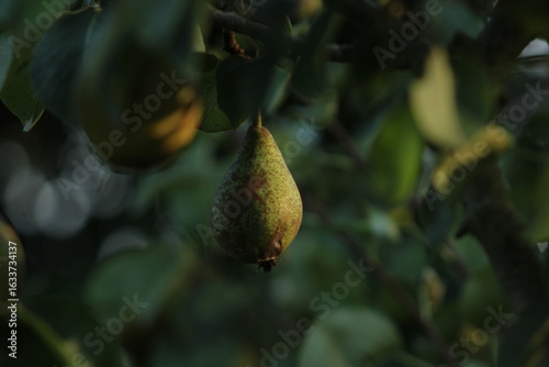 pear on a tree