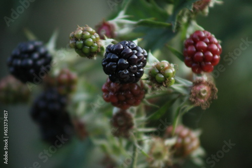 blackberries in the garden