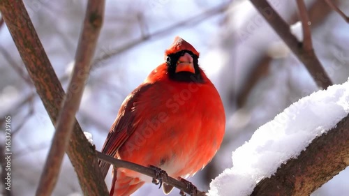 Red cardinal perched on snowy branch detailed closeup view winter nature photography