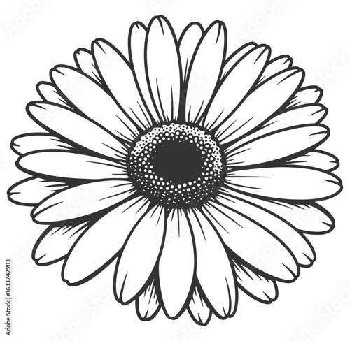 Detailed black and white illustration of a delicate gerber daisy flower blossom isolated on white background