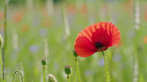 Red poppy flower in wildflower field natural sunlight macro photography