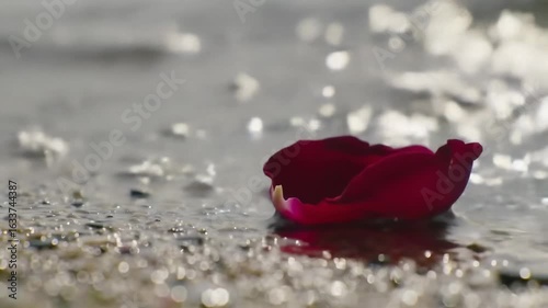 Red rose petal on a gentle beach wave close up nature image