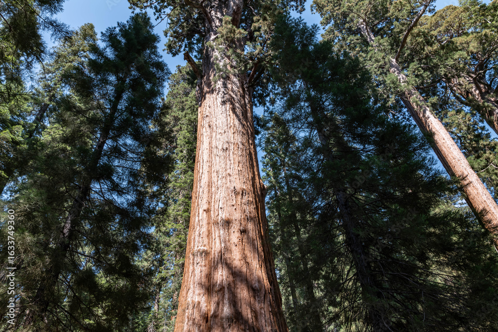 Fototapeta premium Sequoiadendron giganteum (giant sequoia, giant redwood, Sierra redwood or Wellingtonia) is a species of coniferous tree. General Sherman Tree Trail, Sequoia National Park, California. Sierra Nevada