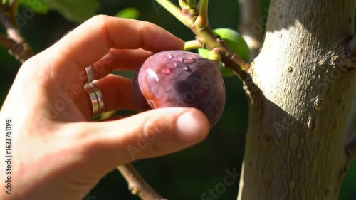 Ripe fig being gently touched by hand on branch vibrant colors and natural light