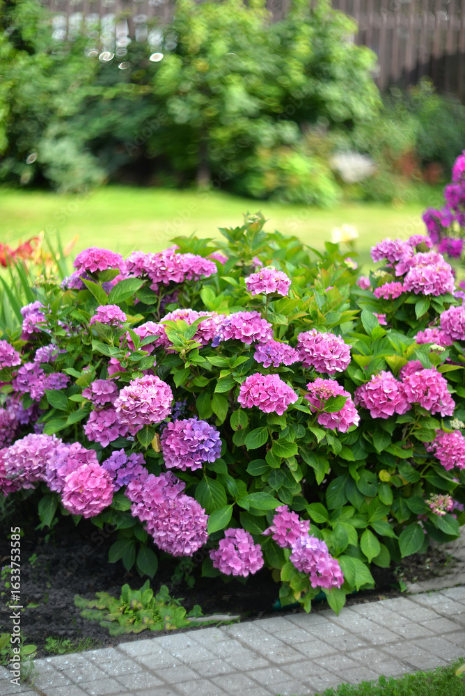 Fototapeta premium Pink bigleaf hydrangea in the garden