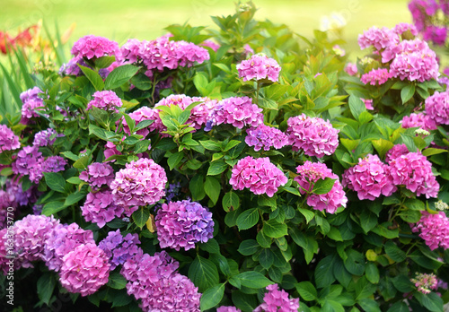 Pink bigleaf hydrangea in the garden