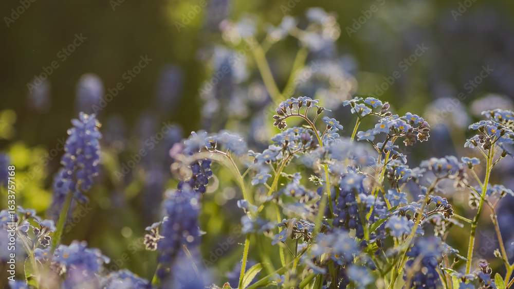 Obraz premium A flower bed with forget-me-nots in the sunset