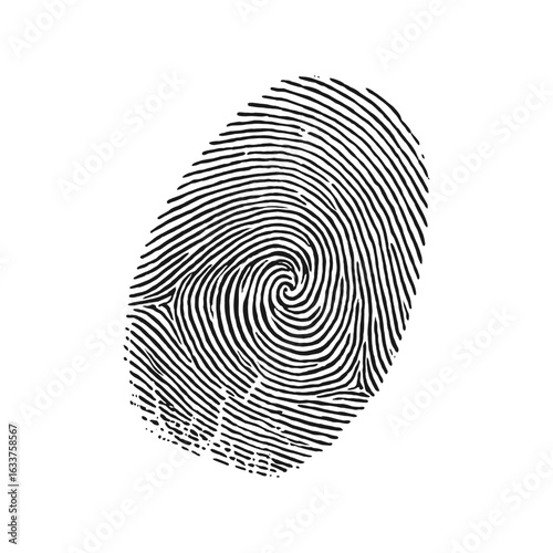 Detailed Line Fingerprint Identification Human Distinctive Feature Identity Graphic