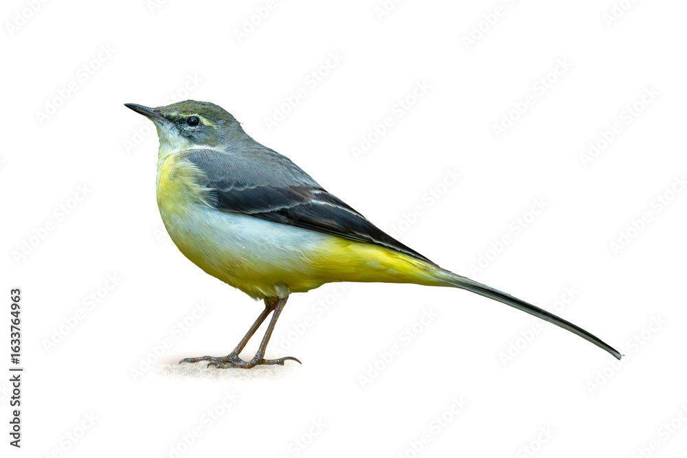 Obraz premium Grey Wagtail standing alert on the ground, displaying its sleek grey back and vibrant yellow underparts with an elegant long tail.