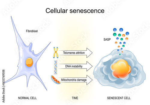 Cellular senescence. Cell aging process.