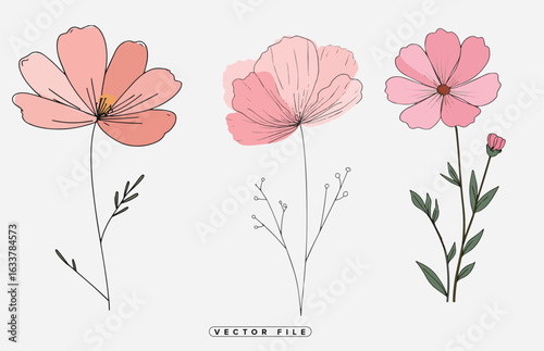 Elegant pink cosmos flowers for delicate designs and spring projects bring soft beauty to any creation