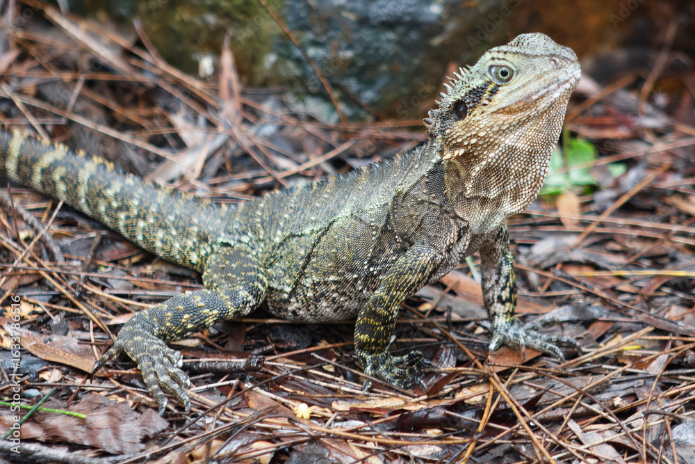 Obraz premium Stunning close-up of a vibrant Australian Water Dragon Lizard in its natural rainforest habitat. Wildlife photo for nature, reptiles, Australia travel, fauna, conservation and exotic animal themes. 