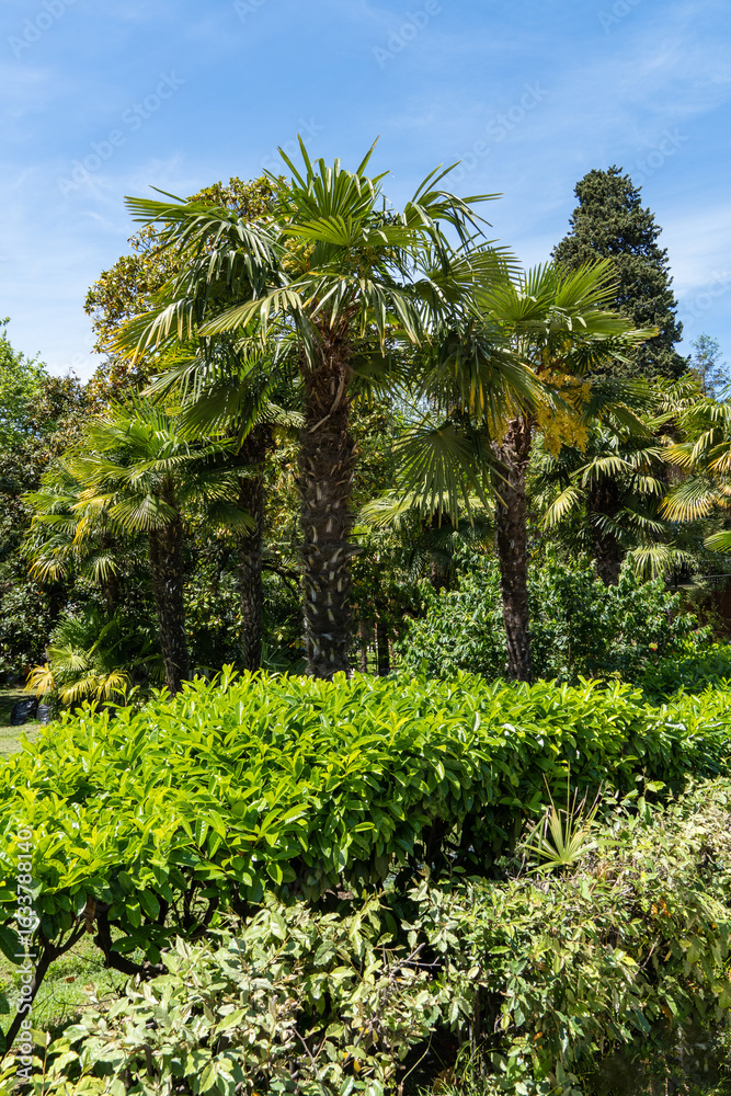 Obraz premium Lush palm Trachycarpus fortunei, Chinese windmill palm, windmill palm or Chusan palm with vibrant green fan-shaped leaves and clusters of yellow blossoms, set against backdrop of clear sky.