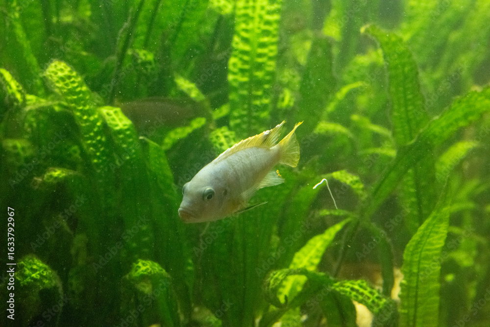 Obraz premium fisch goldfisch aquarium wasser